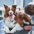 The Ultimate Guide to the Animal Hospital in Augusta GA