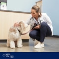 Why Choosing the Right Veterinarian in Augusta, GA Matters for Your Pet’s Health