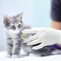 The Heart of Pet Care: Veterinarians in Augusta, GA
