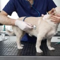 Protecting Your Furry Friends: Veterinarian Services in Augusta, GA