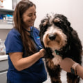 Veterinarian Augusta, GA: Your Go-To Guide for Pet Health and Wellness