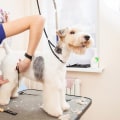 The Importance of Professional Grooming Services for Pets at an Animal Hospital in Augusta GA