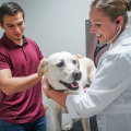 The Importance of Choosing a Specialized Veterinarian at an Animal Hospital in Augusta GA