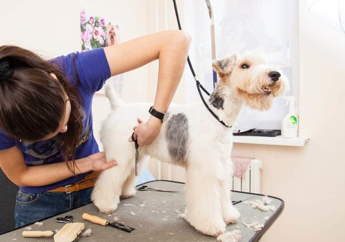 The Importance of Professional Grooming Services for Pets at an Animal Hospital in Augusta GA