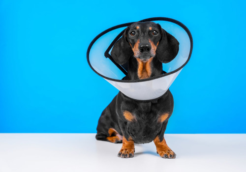 The Ultimate Guide to Picking Up Your Pet After Surgery at an Animal Hospital in Augusta, GA